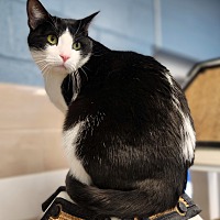 adopt a pet