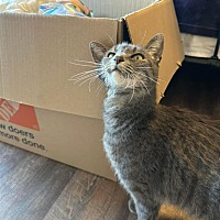 adopt a pet