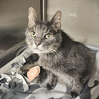 adopt a pet