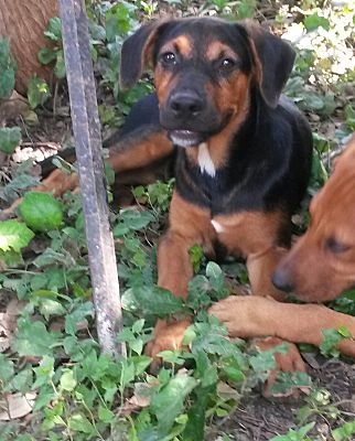Black mouth cur sale doberman mix