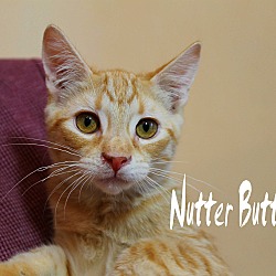 Thumbnail photo of Nutter Butter #3