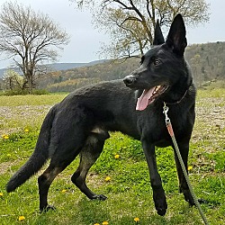 Black bear german shepherd new arrivals