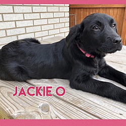 Thumbnail photo of Jackie O #4