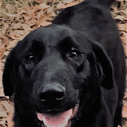 Photo of Lucy - beautiful lab