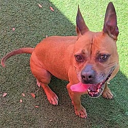 Thumbnail photo of Cookie - $75 Adoption Fee Diamond Dog #1