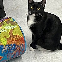 adopt a pet