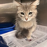 adopt a pet