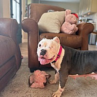 adopt-pet