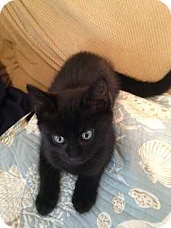 Syracuse Ny Bombay Meet Galaxy A Pet For Adoption