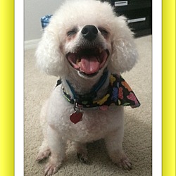 Thumbnail photo of Adopted!! Biskit - FL #2