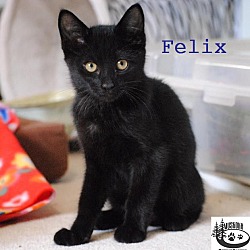 Thumbnail photo of Felix - Adopted December 2016 #2