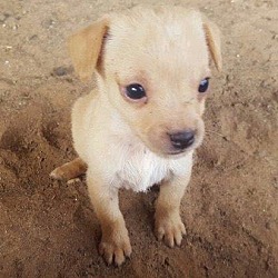 Thumbnail photo of Beige Female Chi Pup #1