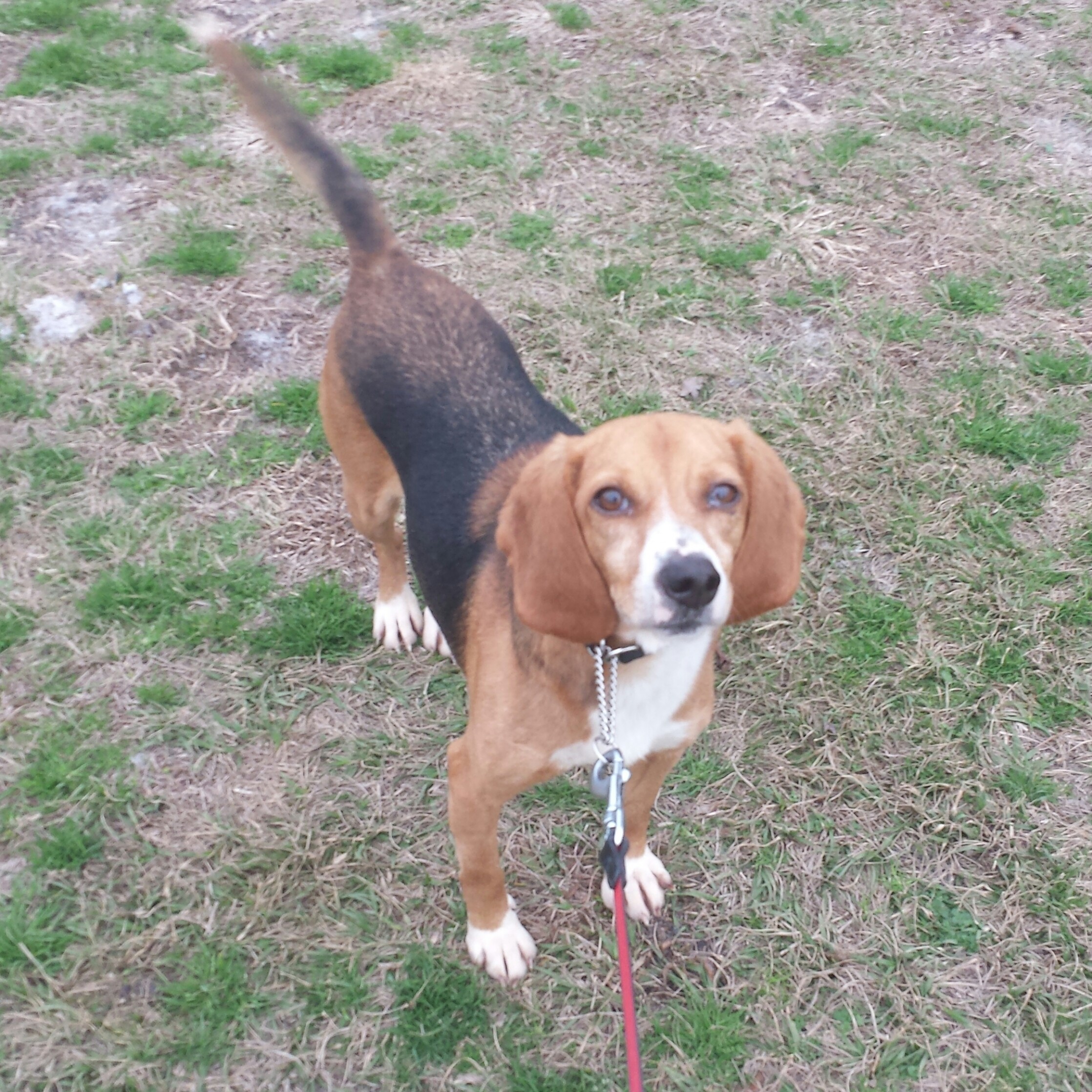 Wilmington Nc Beagle Meet Ella A Pet For Adoption