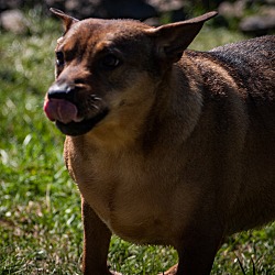 Thumbnail photo of Dingo #3