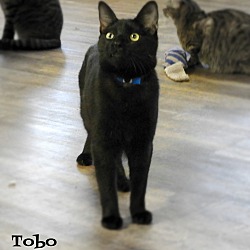 Thumbnail photo of Tobo #2