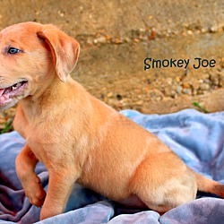 Thumbnail photo of Smokey Joe~adopted! #2