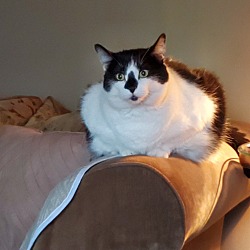 Photo of Fattycatty