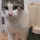 Adopt A Pet :: Lovey - Locust Grove, GA
