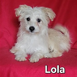 Thumbnail photo of Lola(6lbs) #1