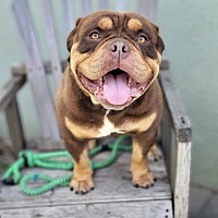 adopt a pet