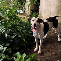adopt-pet