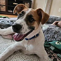 adopt a pet
