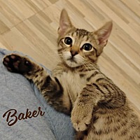 adopt a pet