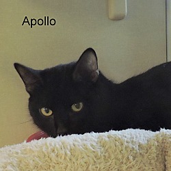 Thumbnail photo of Apollo #3