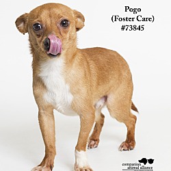 Thumbnail photo of Pogo  (Foster Care) #4