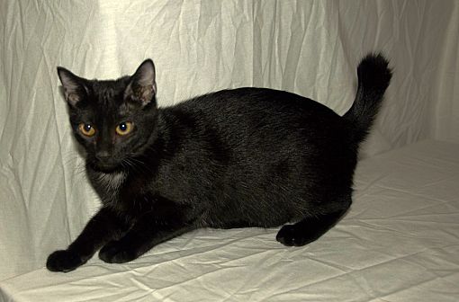 black american bobtail cat