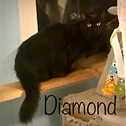 Photo of Diamond - Barn Cat