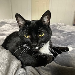 Photo of Whiskers