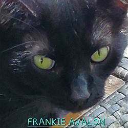 Photo of Frankie Avalon