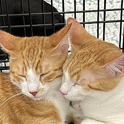 Thumbnail photo of Mango and Solo - Bonded Brothers #1