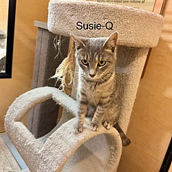 Photo of Susie-Q