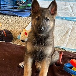 Photo of Zeus the Puppy