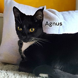 Photo of Agnus