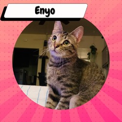 Thumbnail photo of Enyo #4