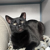 COCOA (IN FOSTER) - Domestic Shorthair available for adoption