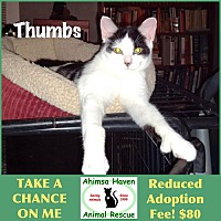 adopt a pet
