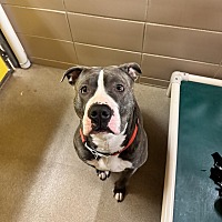 adopt a pet