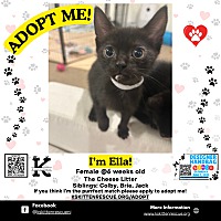 adopt a pet