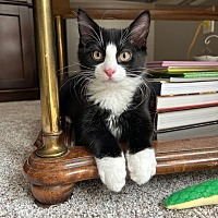 adopt a pet