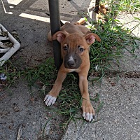 adopt a pet