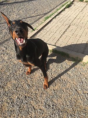 doberman pinscher hunting