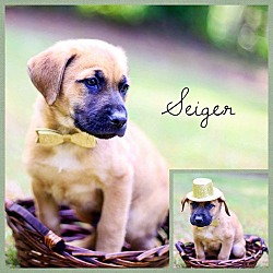 Photo of Sieger