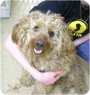 Brooklyn Ny Cockapoo Meet Curly A Pet For Adoption