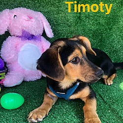 Photo of Timothy