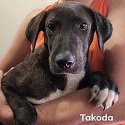 Thumbnail photo of Takoda #2