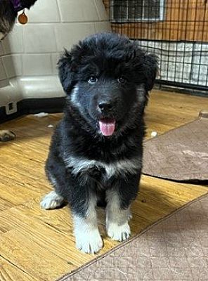 Alturas, CA - Alaskan Malamute/Belgian Malinois. Meet Bear a Pet for